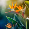 Bird of Paradise Fragrance Oil