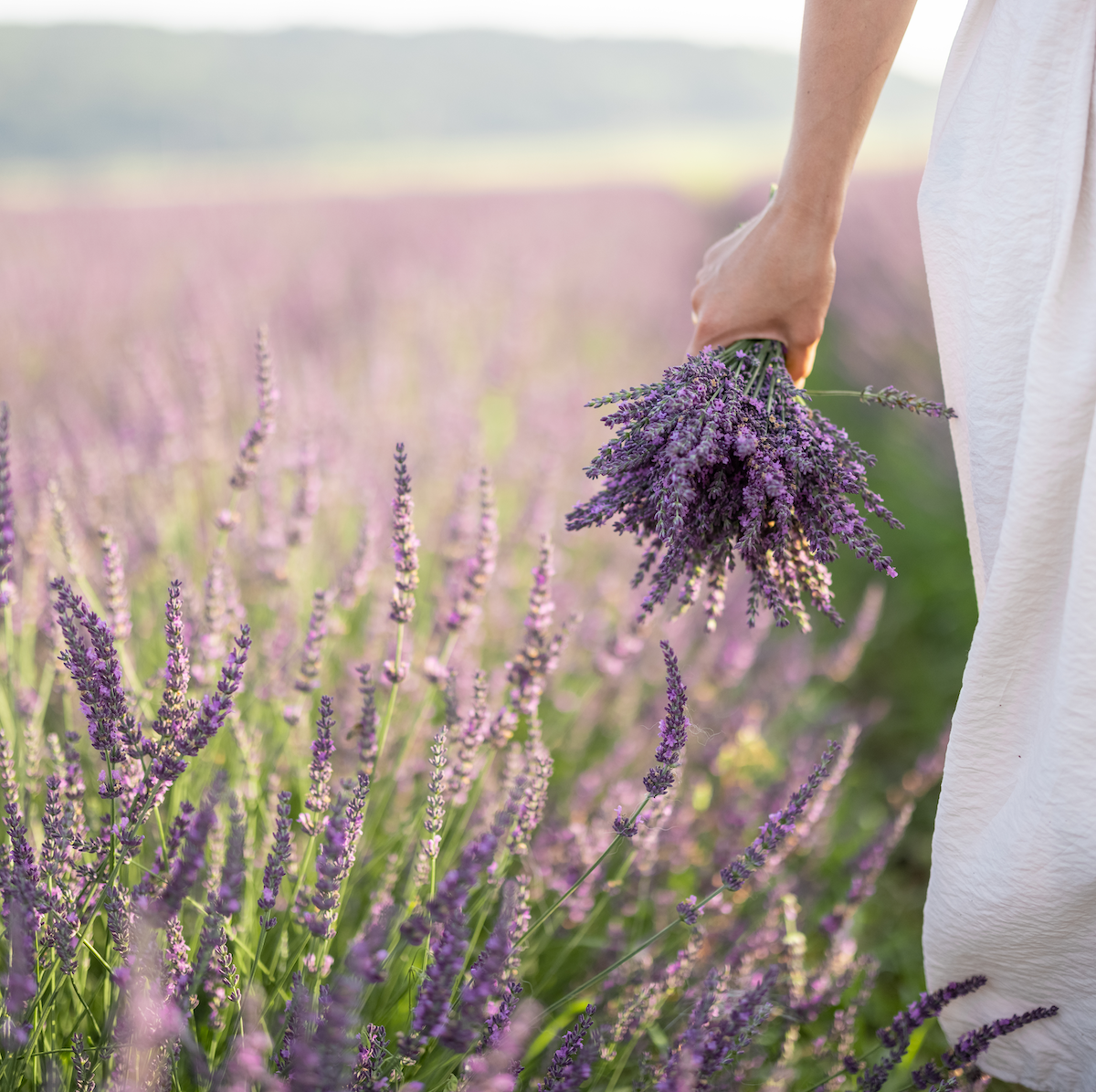 dream about lavender plant Lavender Dream Fragrance Oil