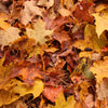 Autumn Leaves Fragrance Oil