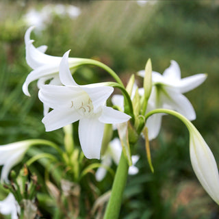Amazon Lily Fragrance Oil