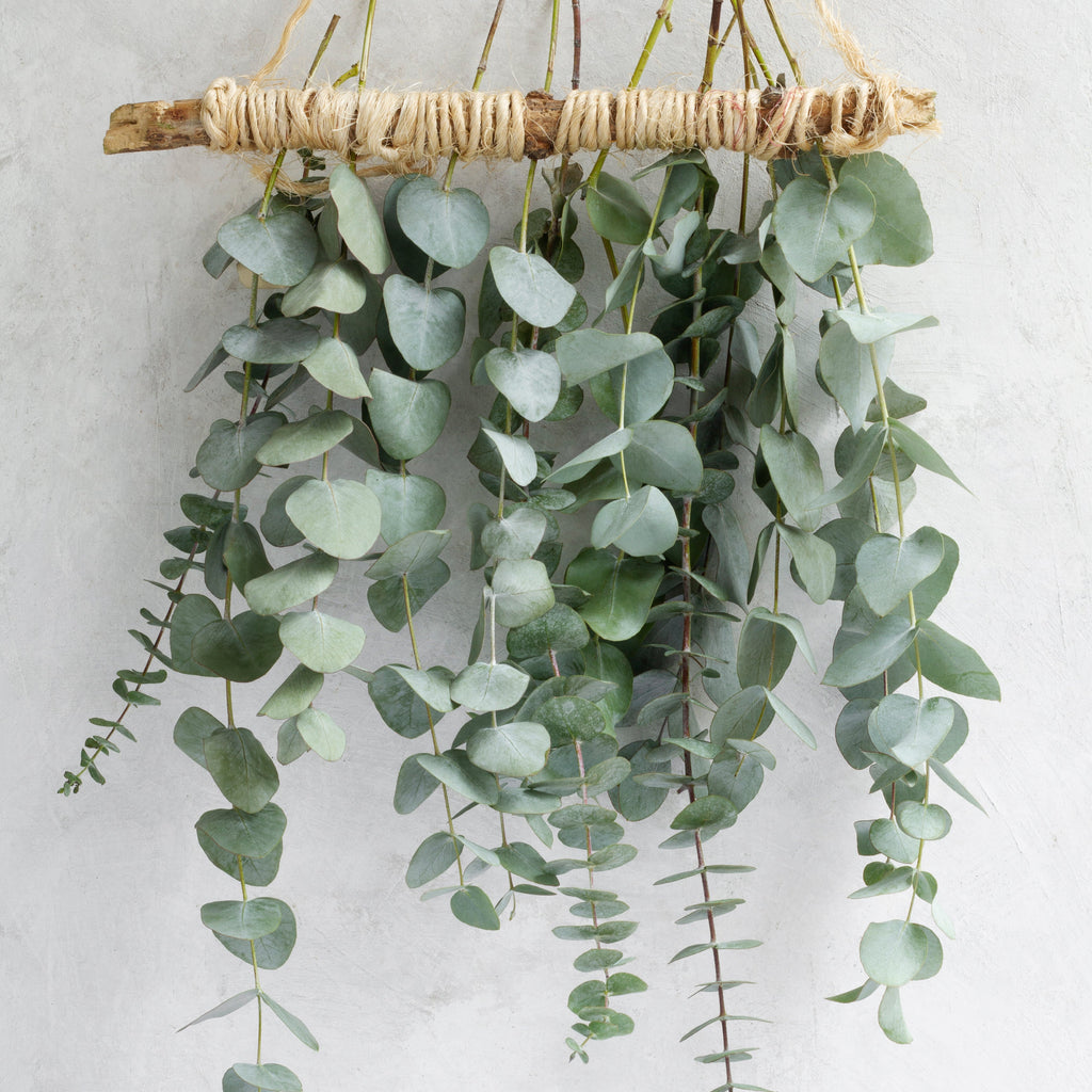 Hanging bundles of eucalyptus