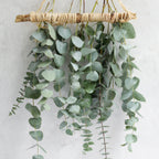 Hanging bundles of eucalyptus
