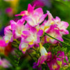 Freesia Fragrance Oil