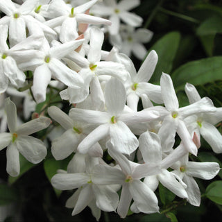 Jasmine and Peppercorn Fragrance Oil