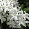 Jasmine and Peppercorn Fragrance Oil
