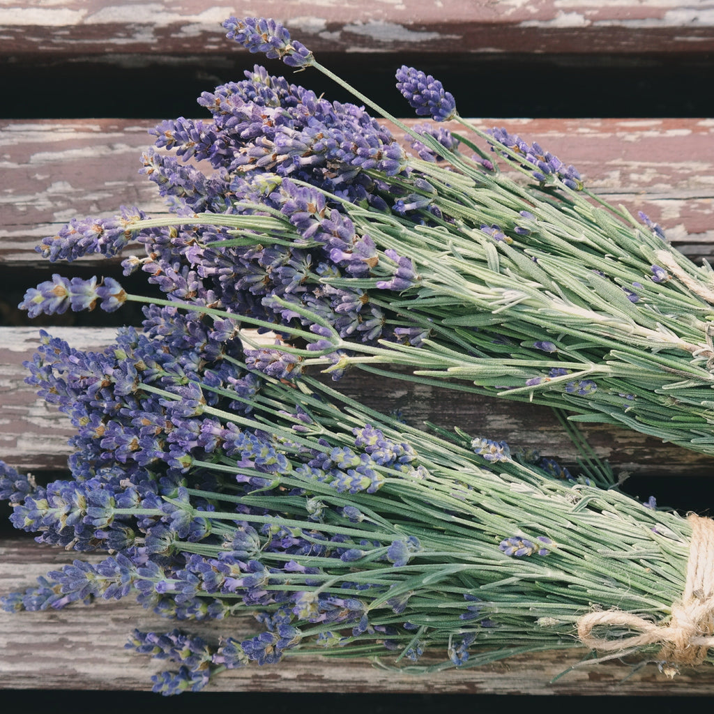 Bundles of dried French lavender