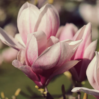 Magnolia Fragrance Oil