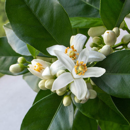 Neroli Blossom Fragrance Oil