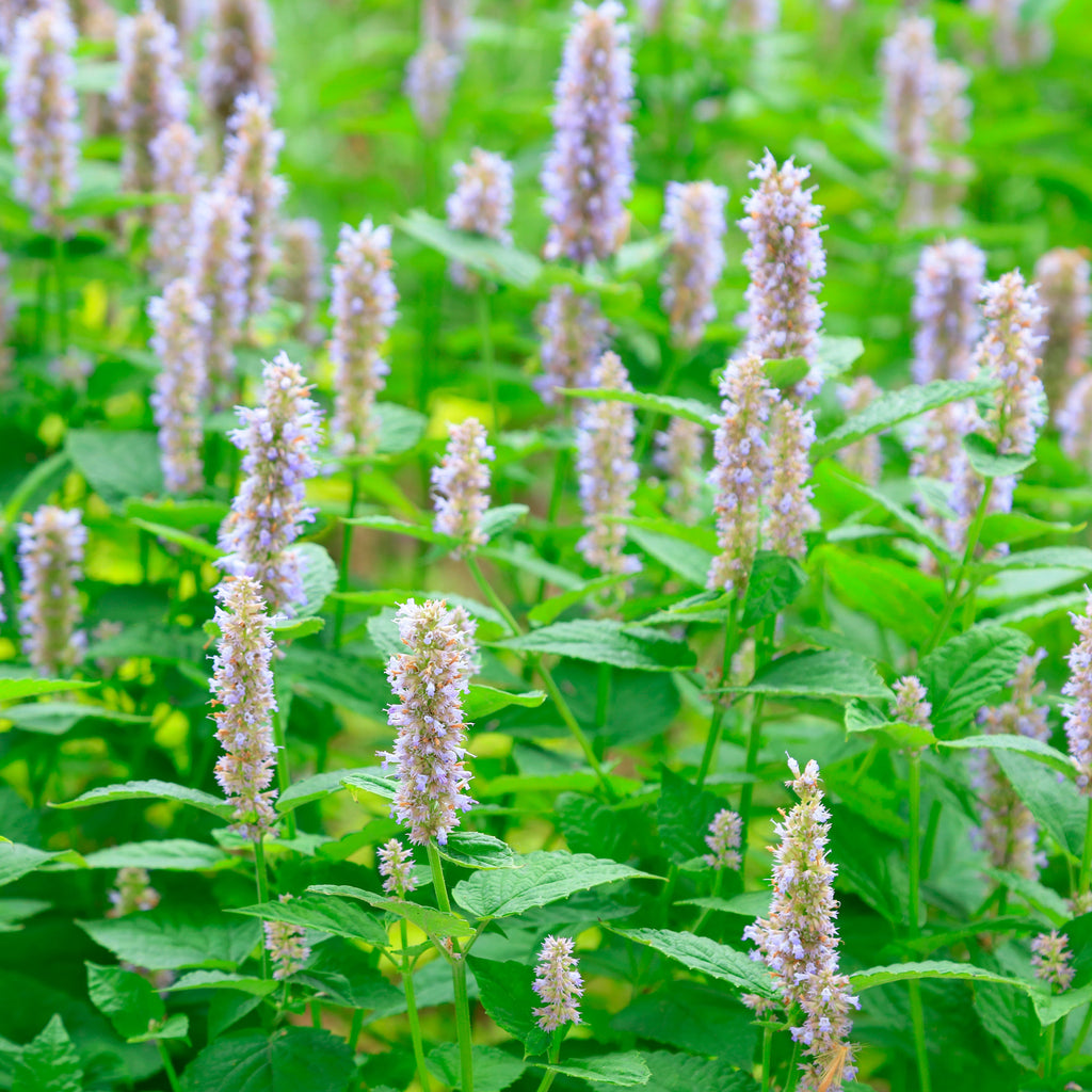 Purple flowering herb plants in a garden