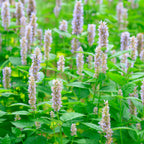 Purple flowering herb plants in a garden