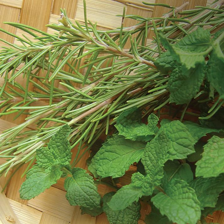 Rosemary & Mint Fragrance Oil