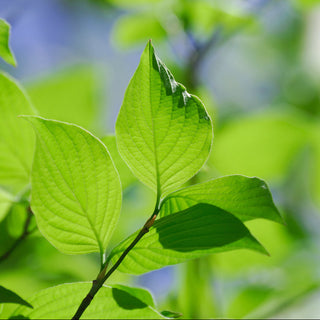 Spring Leaves Fragrance Oil