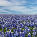 Field of blooming Texas bluebonnets under a blue sky