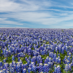 Field of blooming Texas bluebonnets under a blue sky