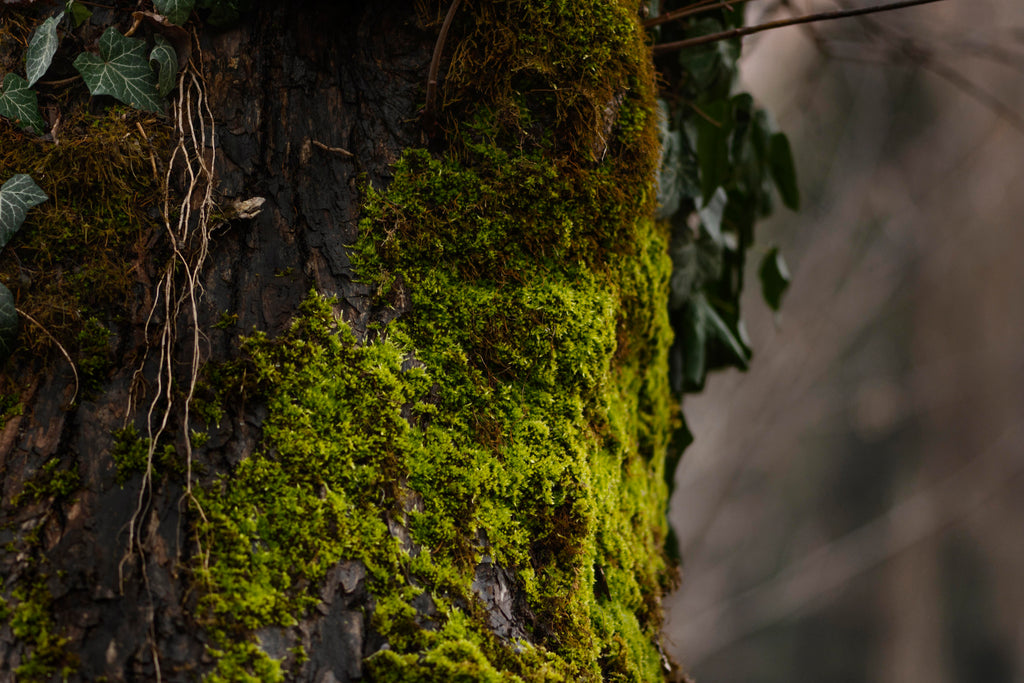 Oakmoss Fragrance Oil