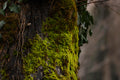 Oakmoss Fragrance Oil