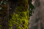Oakmoss Fragrance Oil