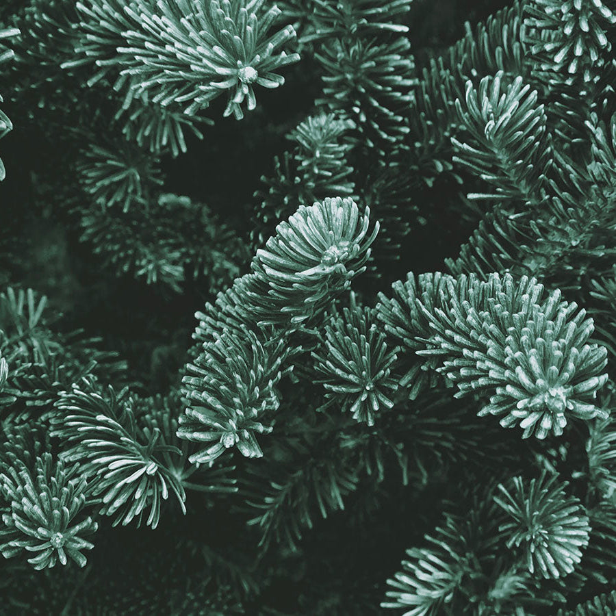 Close-up of fir tree branches