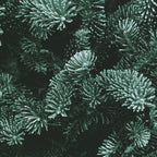 Close-up of fir tree branches