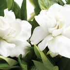 White gardenia flowers with glossy green leaves