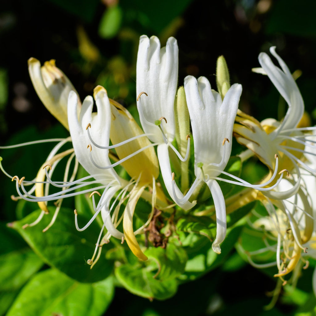 White honeysuckle flowers with green leaves