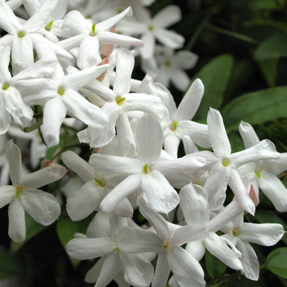 Jasmine Fragrance Oil
