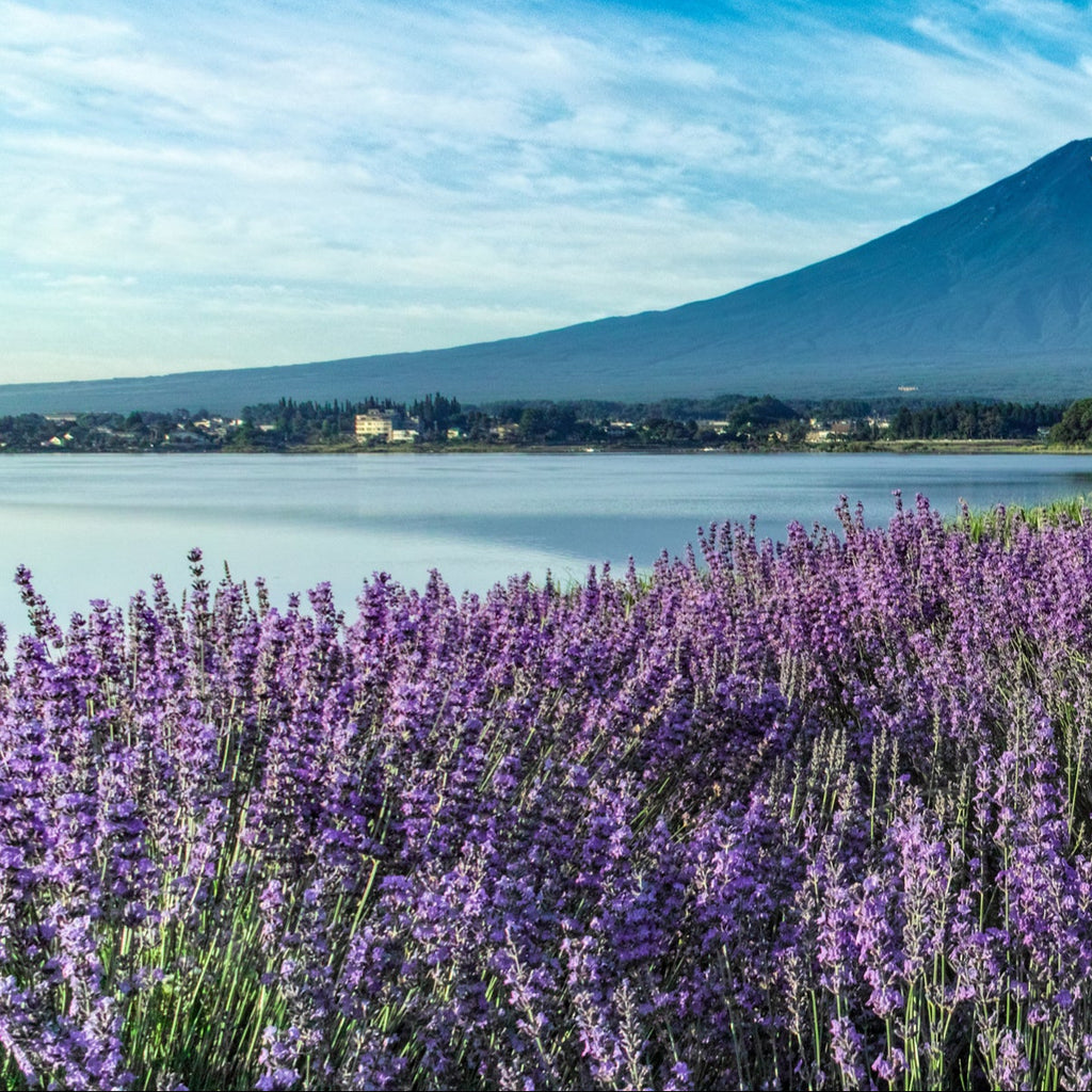 Lavender Lagoon Fragrance Oil