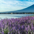 Lavender Lagoon Fragrance Oil