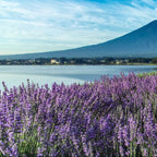 Lavender Lagoon Fragrance Oil