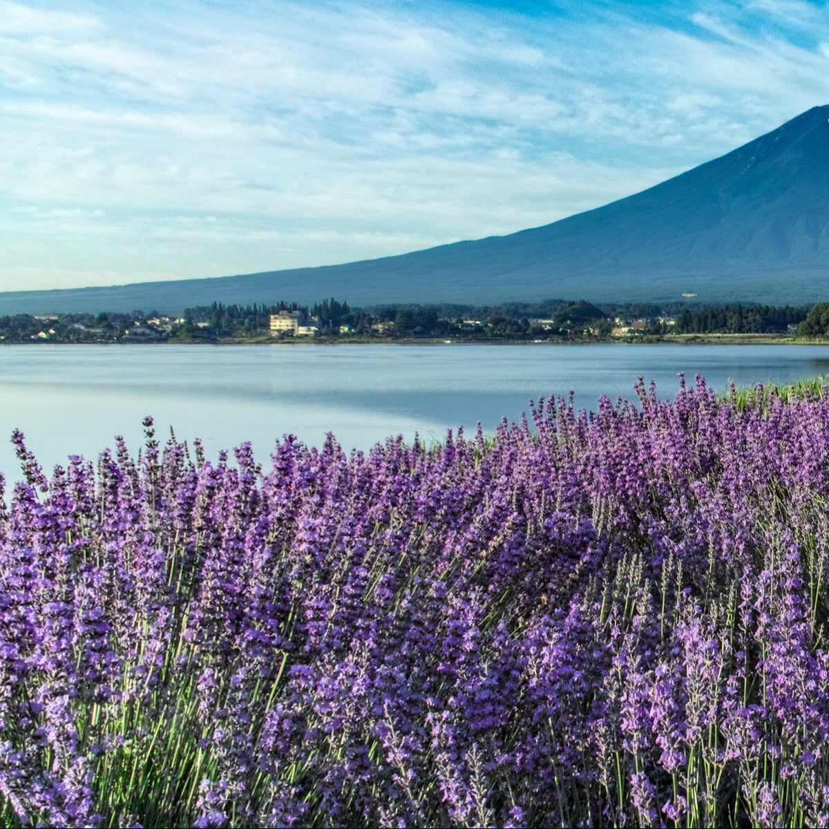 Lavender Lagoon Fragrance Oil