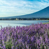 Lavender Lagoon Fragrance Oil