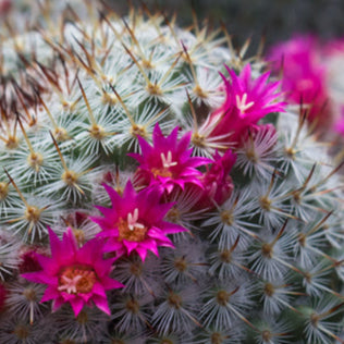 Flowering cactus with bright pink blooms