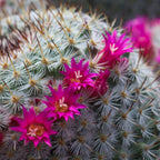 Flowering cactus with bright pink blooms
