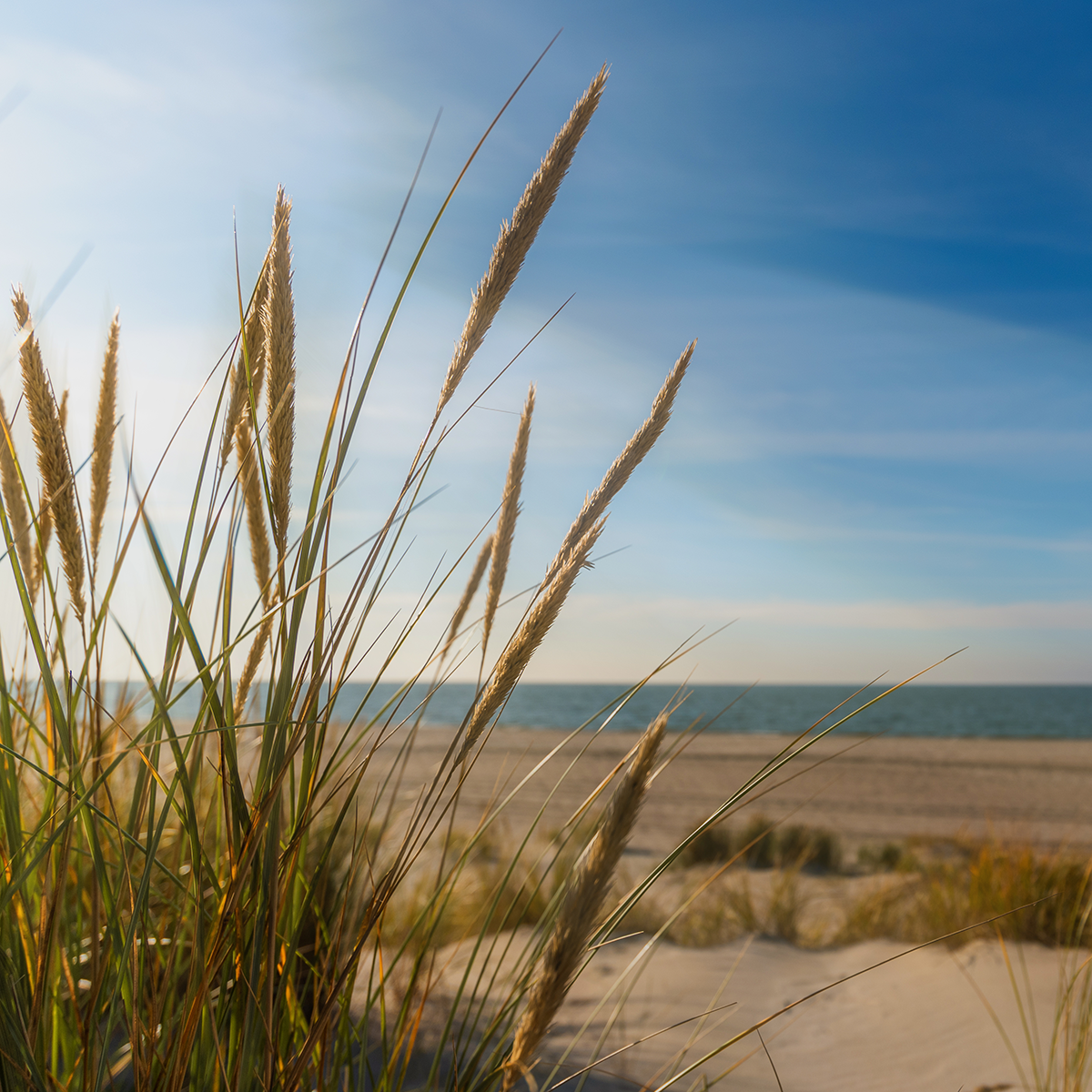 Island Grass Fragrance Oil
