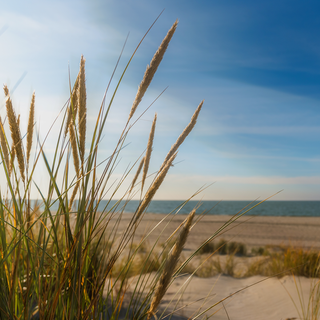 Island Grass Fragrance Oil