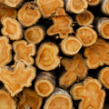 Stacked cut logs of mahogany wood