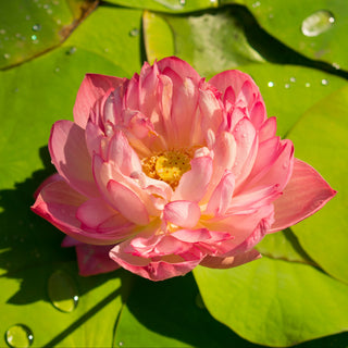 Gingko & Lotus Fragrance Oil