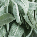 White Sage Fragrance Oil
