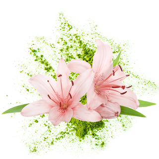 Pink Lily Matcha Fragrance Oil